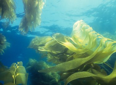 Deniz yosununa zarar vermeyen güneş koruyucular