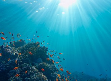 mercan resiflerini etkilemeyen güneş koruyucular